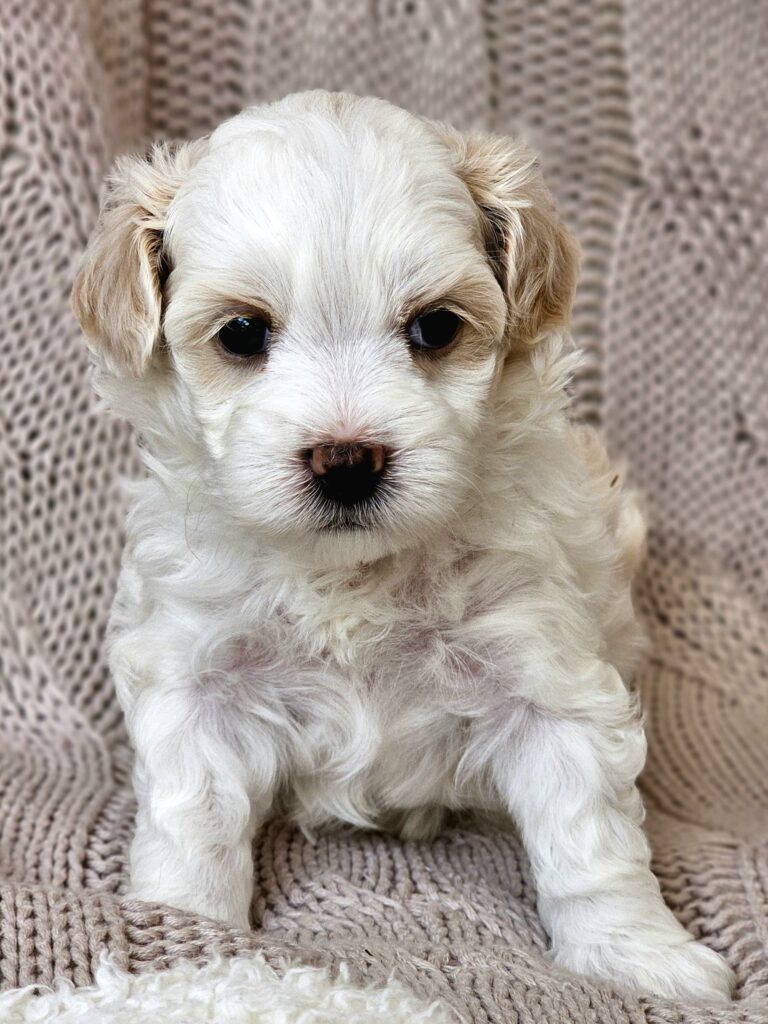 Adorable first-generation female Moodle puppy with soft, curly fur, sitting comfortably on a couch.