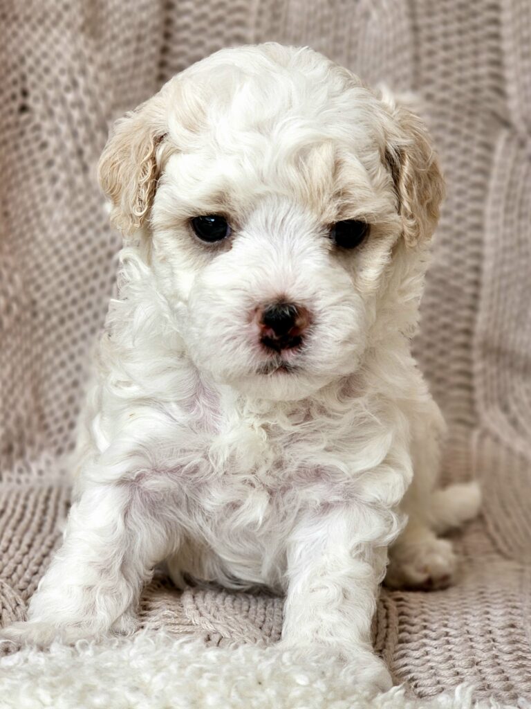 First Generation Male Moodle Puppy on Couch